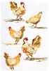 Free Range Rooster Teatowel Set
